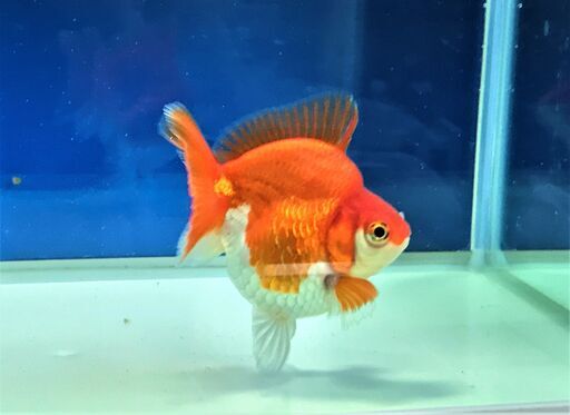 だるま琉金ショートテール雄金魚 ますちゃん 矢向のその他の中古あげます 譲ります ジモティーで不用品の処分 だるま琉金ショートテール雄金魚 ますちゃん 矢向のその他の中古あげます 譲ります ジモティーで不用品の処分