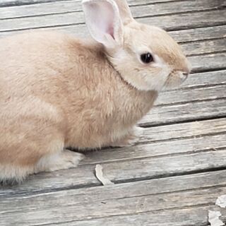 生後半年のミニウサギ（ケージ付）譲渡します