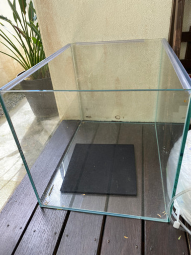 ADA大型水槽‼️爬虫類飼育