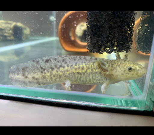 ウーパールーパー マーブル 水槽付き S 糟屋のその他の中古あげます 譲ります ジモティーで不用品の処分