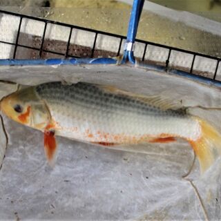 浅黄 スカーフェイス柄　３５ｃｍ±