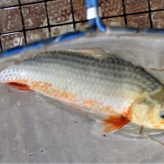浅黄 スカーフェイス柄　３５ｃｍ±