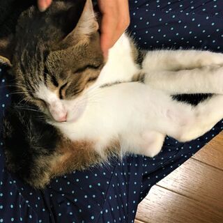 白キジ女子のおはぎちゃん❣ − 奈良県