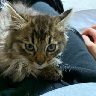生後一か月半　長毛モフモフ子猫 − 北海道