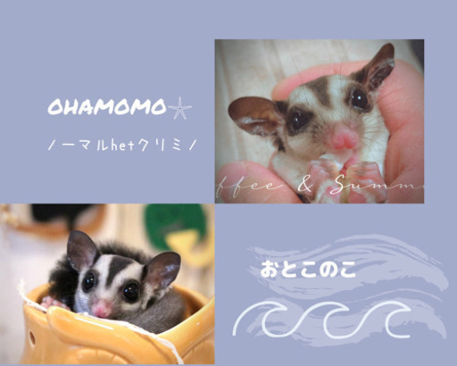 販売中 フクロモモンガ ノーマルhetクリミノくん Ohamomo 二和向台のペットの無料広告 無料掲載の掲示板 ジモティー