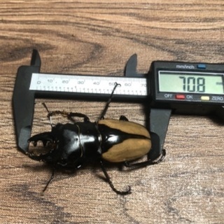 ブルーマイスターオオツヤクワガタ ペア