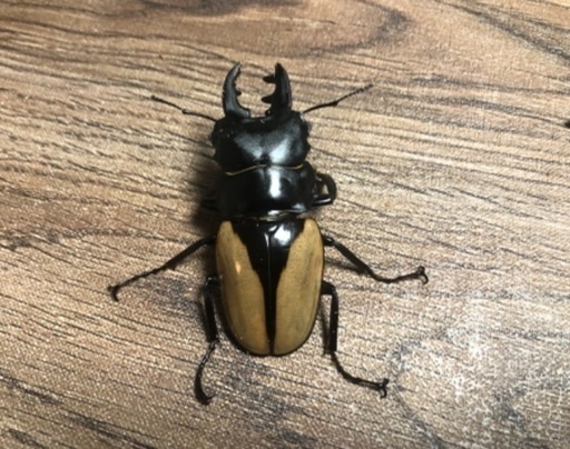 ブルーマイスターオオツヤクワガタ ペア