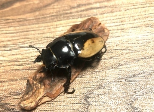 ブルーマイスターオオツヤクワガタ ペア あっちゃん 城北公園通のその他の中古あげます 譲ります ジモティーで不用品の処分