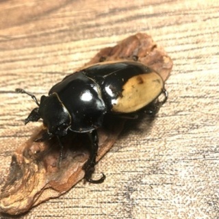 ブルーマイスターオオツヤクワガタ ペア ブルーマイスターオオツヤクワガタ ペア