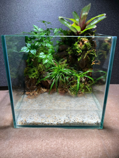 レイアウト水槽完成品
