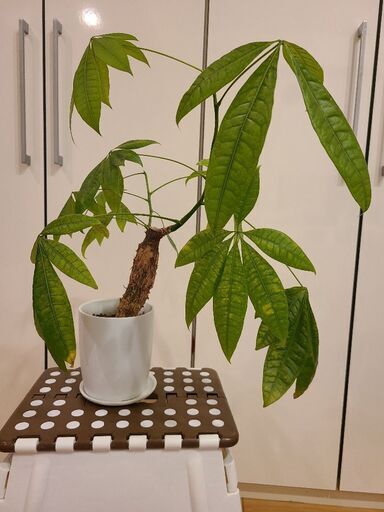 お譲り 観葉植物パキラ みみ 荻窪のその他の中古あげます 譲ります ジモティーで不用品の処分