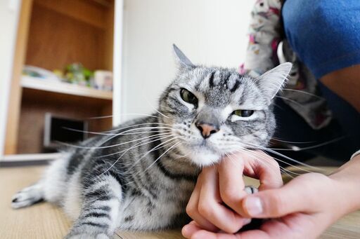 ネコ里親募集アメリカンショートヘアー猫 越川 豊橋の猫の里親募集 ジモティー