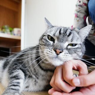 ネコ里親募集アメリカンショートヘアー猫 越川 豊橋の猫の里親募集 ジモティー ネコ里親募集アメリカンショートヘアー猫 越川 豊橋の猫の里親募集 ジモティー