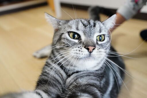 ネコ里親募集アメリカンショートヘアー猫 越川 豊橋の猫の里親募集 ジモティー ネコ里親募集アメリカンショートヘアー猫 越川 豊橋の猫の里親募集 ジモティー