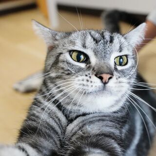 ネコ里親募集アメリカンショートヘアー猫 (越川) 豊橋の猫の里親募集 