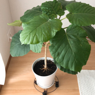 【ネット決済】観葉植物　フィカスウンベラータ　鉢付き　高さ約83...
