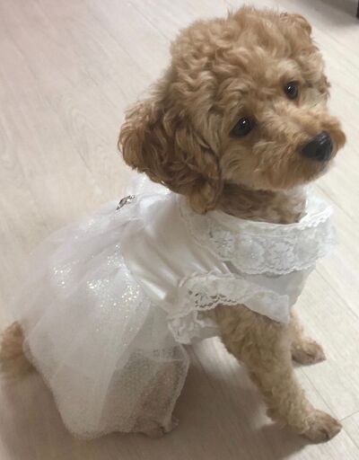 犬服 ウエディングドレス ハンドメイド 1点物 Mサイズ 小型犬 トイプードル アリュール 岡山のその他の中古 古着あげます 譲ります ジモティーで不用品の処分 犬服 ウエディングドレス ハンドメイド 1点物 Mサイズ 小型犬 トイプードル アリュール 岡山のその他の中古 古着あげます 譲ります ジモティーで不用品の処分