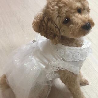 犬服 ウエディングドレス ハンドメイド 1点物 Mサイズ 小型犬 トイプードル アリュール 岡山のその他の中古 古着あげます 譲ります ジモティーで不用品の処分