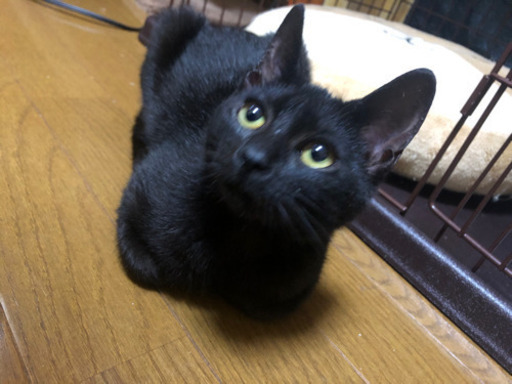 黒猫5ヶ月の女の子里親様決定 Sakasa 城北公園通の猫の里親募集 ジモティー 黒猫5ヶ月の女の子里親様決定 Sakasa 城北公園通の猫の里親募集 ジモティー