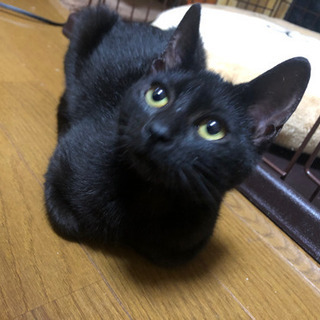 黒猫5ヶ月の女の子里親様決定 Sakasa 城北公園通の猫の里親募集 ジモティー 黒猫5ヶ月の女の子里親様決定 Sakasa 城北公園通の猫の里親募集 ジモティー