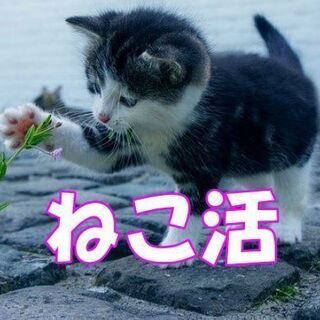 ねこ活　～ねこ好きがあつまる出会いの場♡～　男性残り2名　女性残り1名の画像