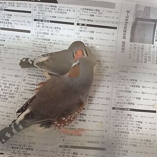 錦華鳥（キンカチョウ）ペア