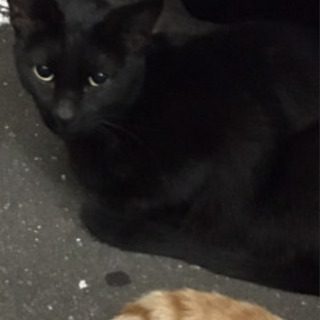 黒猫のオス　譲渡決定💞の画像