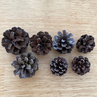 中古シダーローズが無料 格安で買える ジモティー