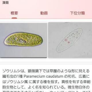 ゾウリムシ少量、お譲り下さい。