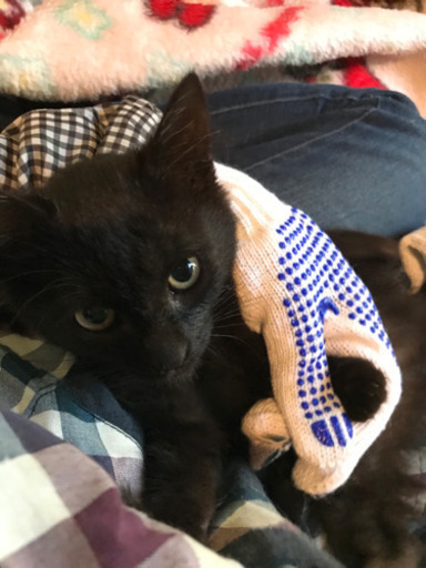 黒猫3兄妹の 女の子 里親さんがが決まりました ちょこ 清水の猫の里親募集 ジモティー 黒猫3兄妹の 女の子 里親さんがが決まりました ちょこ 清水の猫の里親募集 ジモティー