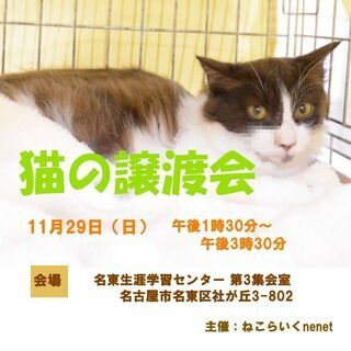 猫の譲渡会　11月29日　名古屋市名東区