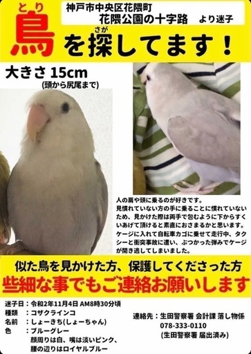コザクラインコを探しています こまだ 神戸の手伝って 助けての助け合い ジモティー
