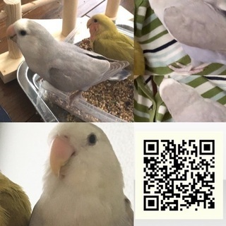 コザクラインコを探しています - 神戸市