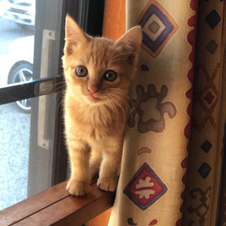 愛知県 豊橋市の茶トラの里親募集 無料であげます 譲ります ジモティー