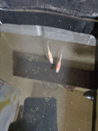 画像のメダカの卵稚魚等1000円から 室内飼育 おやぶんちゃん 長後のその他の中古あげます 譲ります ジモティーで不用品の処分 画像のメダカの卵稚魚等1000円から 室内飼育 おやぶんちゃん 長後のその他の中古あげます 譲ります ジモティーで不用品の処分