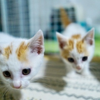 【急募】離島生まれの子猫 - 猫