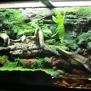 水槽お掃除致します ペット屋さんのメンテナンス 熱帯魚 海水業 爬虫類 小動物 世話 掃除 雑用 Christys 方南町のペット サービスの無料広告 無料掲載の掲示板 ジモティー 水槽お掃除致します ペット屋さんのメンテナンス 熱帯魚 海水業 爬虫類 小動物 世話 掃除 雑用 Christys 方南町のペット サービスの無料広告 無料掲載の掲示板 ジモティー