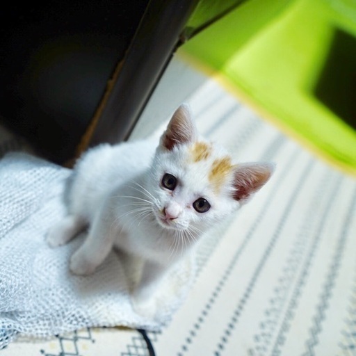 急募 車に引かれそうになっていた子猫 あやのん 大島の猫の里親募集 ジモティー