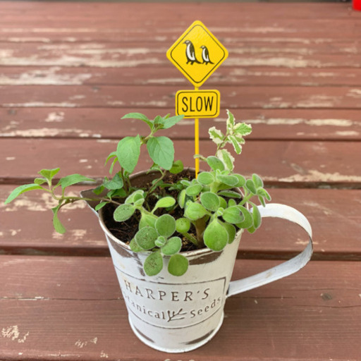 ♡ハーブの寄せ植え♡ 植物苗 ミント ハーブ ブリキ鉢 ①