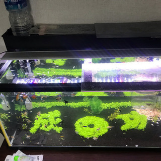 90cm水槽 セット 魚付き