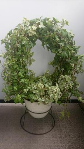 アイビー アーチ リース ８号鉢 斑入り ミックス 観葉植物 ｓｓ 江坂のインテリア雑貨 小物 その他 の中古あげます 譲ります ジモティーで不用品の処分