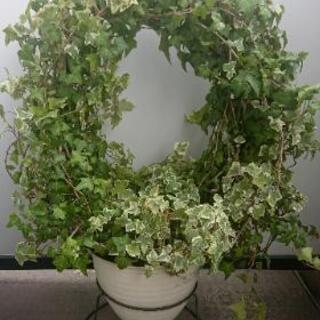 アイビー アーチ リース ８号鉢 斑入り ミックス 観葉植物 ｓｓ 江坂のインテリア雑貨 小物 その他 の中古あげます 譲ります ジモティーで不用品の処分