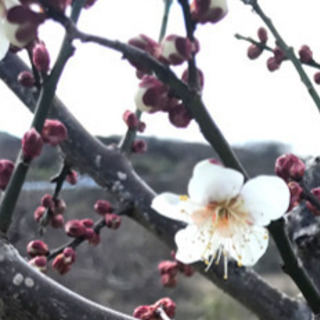 【ポイント10倍】 植木 庭木 お正月 掘り出し梅苗（冬至） その他