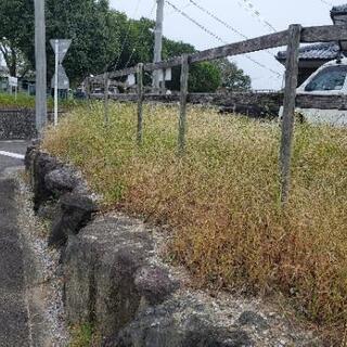 格安剪定、格安草刈‼️