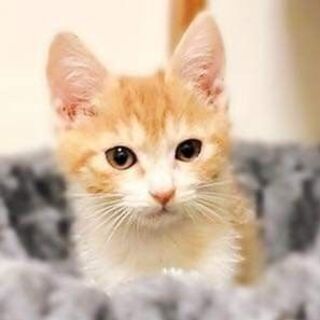 11月15日(日)三鷹で猫の譲渡会💓沖縄から来たよ！生後２ヶ月の男の子 今回 ぼくだけエイズなんだって。兄弟もいて仲良しだけど沖縄の海に入れられて具合が悪いからぼくだけ先に連れてこられたんだよ。寂しいけど宜しくお願い致します。 − 東京都