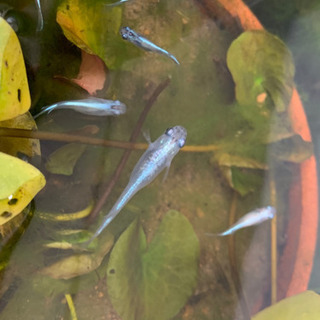 【ネット決済】幹之メダカ（みゆきメダカ）若魚  50円/匹