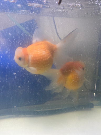 高頭パール 金魚