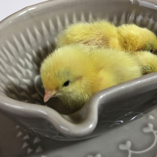 ヒメウズラ 姫うずら の孵化用有精卵１個１５０円 販売しています Bird28 別府大学のペットの無料広告 無料掲載の掲示板 ジモティー