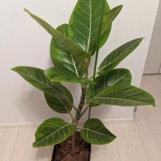 観葉植物 フィカス アルテシマ 83cm