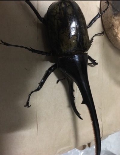 カブトムシ、クワガタセット  11月中限定値段！7000円！